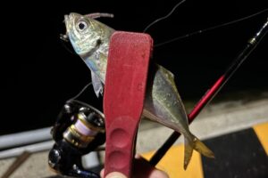 釣具　リール　アジング　お勧めリール