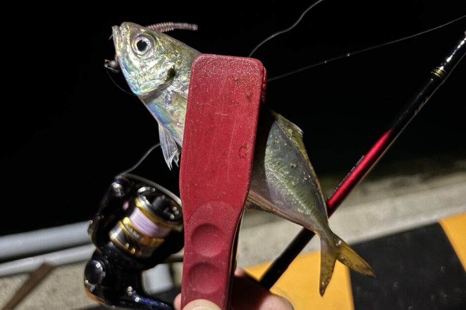 釣具　リール　アジング　お勧めリール