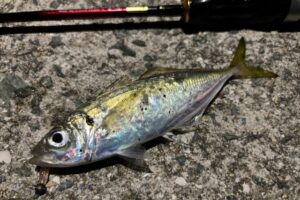 釣具　リール　アジング　お勧めリール